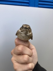 Ficedula semitorquata