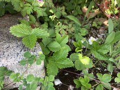 Fragaria vesca