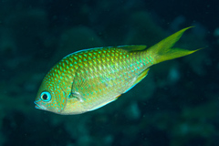 Chromis atripectoralis
