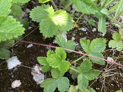 Fragaria vesca
