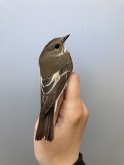 Ficedula semitorquata