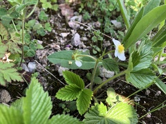 Fragaria vesca