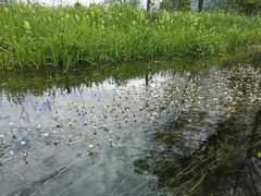Ranunculus trichophyllus trichophyllus
