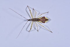 Epidaus famulus