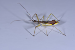 Epidaus famulus