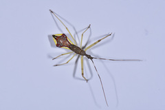 Epidaus famulus