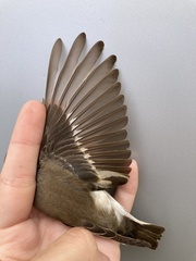 Ficedula semitorquata