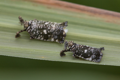 Elasmoscelis perforata