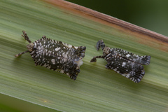 Elasmoscelis perforata
