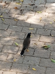 Acridotheres tristis