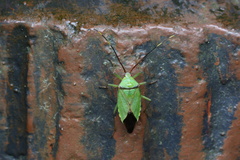 Urostylis blattiformis