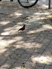 Acridotheres tristis