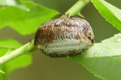 Hierodula pistillinota