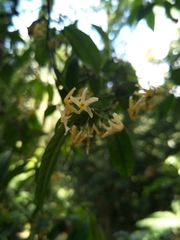 Trachelospermum
