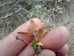 Olearia laxiflora