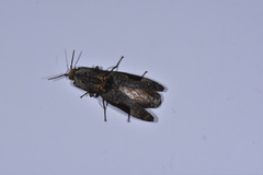 Cryptalaus larvatus