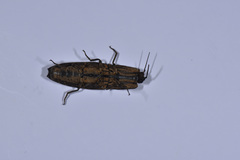 Cryptalaus larvatus