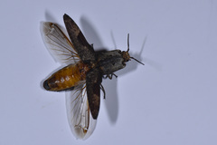 Cryptalaus larvatus