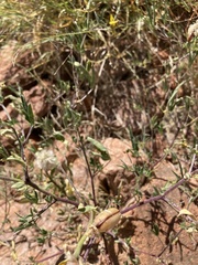 Crotalaria damarensis image