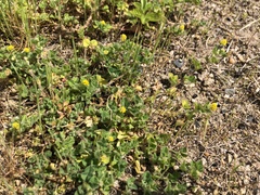 Medicago lupulina