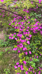 Bougainvillea