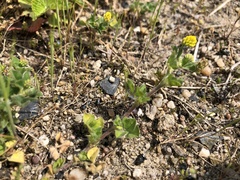 Medicago lupulina