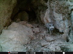 Hyaena hyaena
