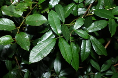 Bouchardatia neurococca