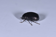 Apogonia