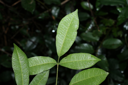 Image of Bouchardatia neurococca by (c) Greg Tasney, some rights reserved (CC BY-SA)