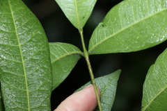 Bouchardatia neurococca