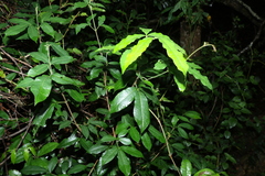 Bouchardatia neurococca
