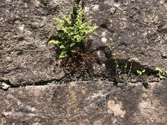 Asplenium ruta-muraria