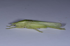 Pseudorhynchus concisus