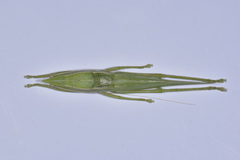 Pseudorhynchus concisus