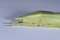 Pseudorhynchus concisus
