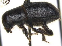 Dendroctonus terebrans