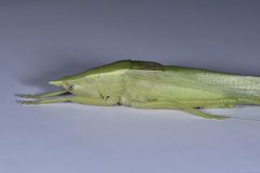 Pseudorhynchus concisus