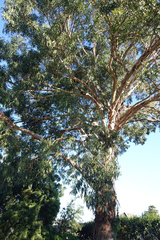 Eucalyptus nitens