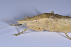 Pseudorhynchus concisus