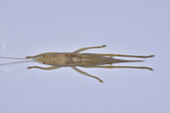 Pseudorhynchus concisus