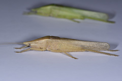 Pseudorhynchus concisus