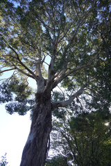Eucalyptus gunnii