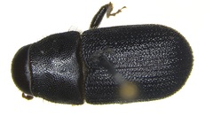 Dendroctonus terebrans
