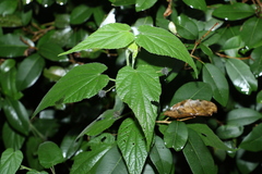 Abutilon oxycarpum