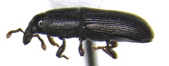 Cossonus corticola