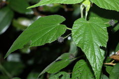 Abutilon oxycarpum