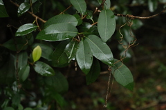 Amorphospermum antilogum