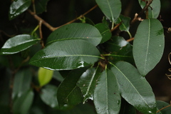 Amorphospermum antilogum