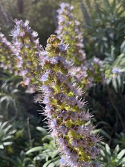 Echium virescens image